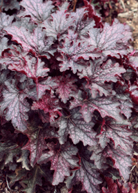 Heuchera 'Blackberry Crisp'